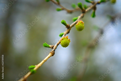 Young needles on a branch of larch in spring.