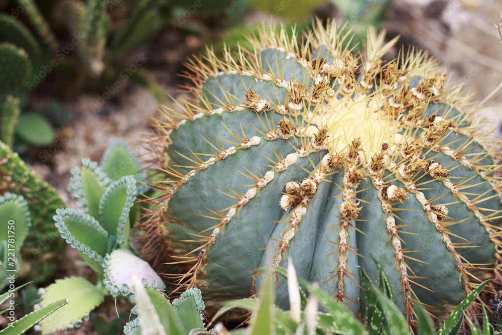 Fototapeta premium Green cactus close-up