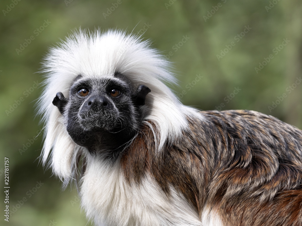 Fototapeta premium Portrait of Cotton-top tamarin, Saguinus oedipus