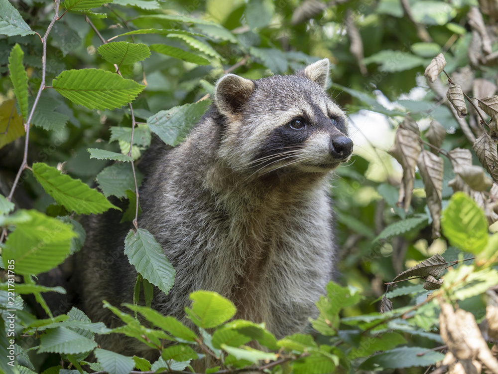 American raccoon, Procyon lotor, male portrait American raccoon, Procyon lotor, male portrait