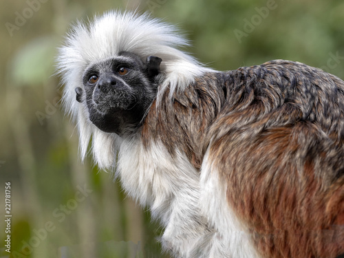 Obraz na płótnie Portrait of Cotton-top tamarin, Saguinus oedipus w salonie