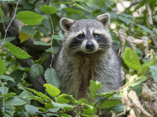 American raccoon, Procyon lotor, male portrait © vladislav333222
