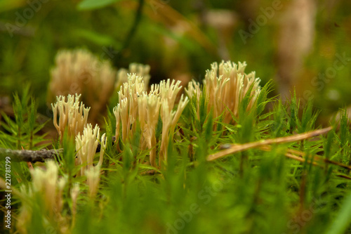 Wierd mushroom close up