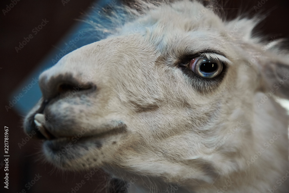 Close-up of a llama's face.