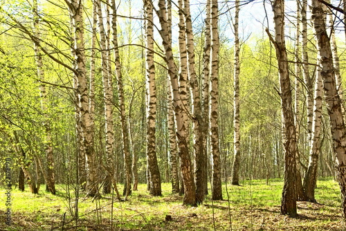 Forest in the spring.