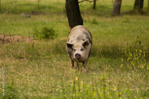 The kunekune is a small breed of domestic pig from New Zealand.Kunekune are hairy with a rotund build, and may bear wattles or piri piri hanging from their lower jaws.  photo