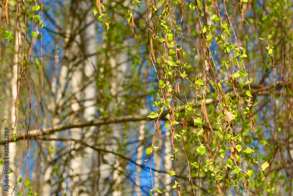 Young green-yellow birch leaves on spring branch.