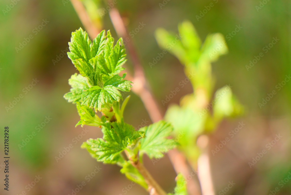 Young budding currant leaves. Young budding currant leaves.