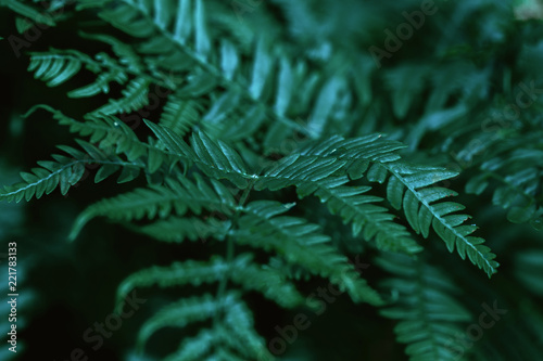 Natural green fern in the forest,close up. Natural floral fern background, toned effect.