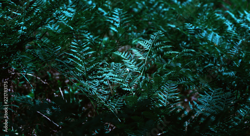 Natural green fern in the forest,close up. Natural floral fern background, toned effect.