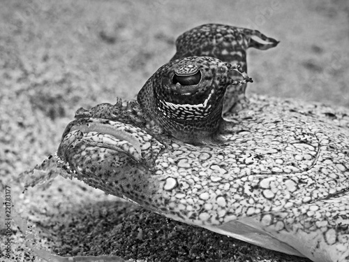 Leopard Flounder, Panther Butt (Bothus pantherinus) photo