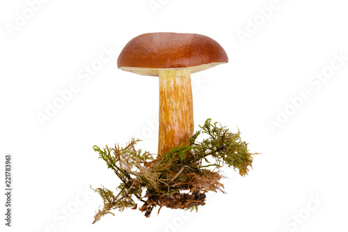 Mushroom Bay Bolete, Boletus badius isolated on the white background
