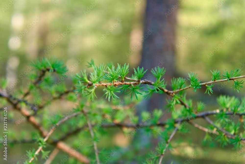 The opening leaves of larch on the branches in the spring. The opening leaves of larch on the branches in the spring.