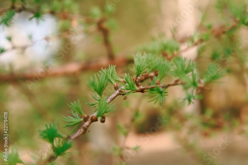 The opening leaves of larch on the branches in the spring. © fotych