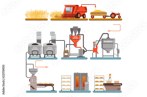 Bread production process stages from wheat harvest to freshly baked bread vector Illustrations