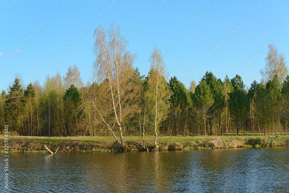 Grove on the shore of the pond in the spring. Russia.