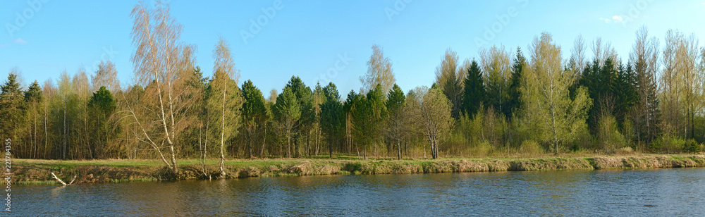Grove on the shore of the pond in the spring. Russia.