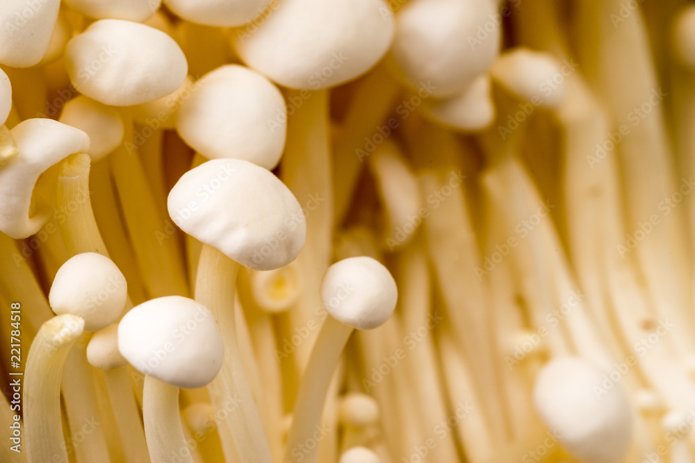 Full frame of white Organic Enoik Mushrooms Full frame of white Organic Enoik Mushrooms