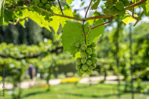 Wallpaper Mural Green Organic Grapes hanging from the vine with the old tree trunks Torontodigital.ca