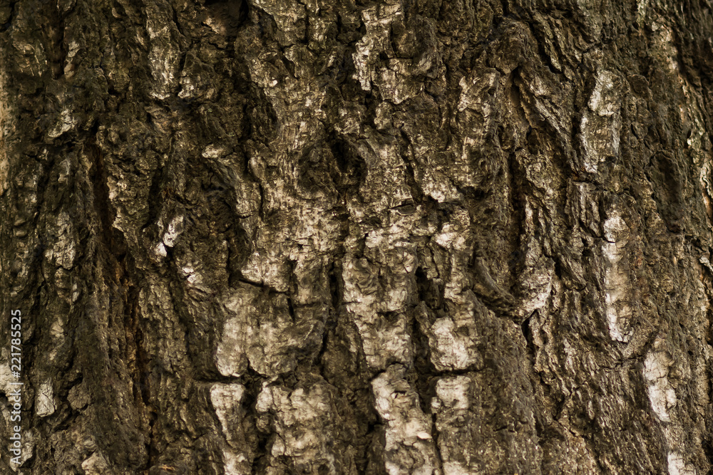  The relief texture of the old oak bark. The relief texture of the brown oak bark