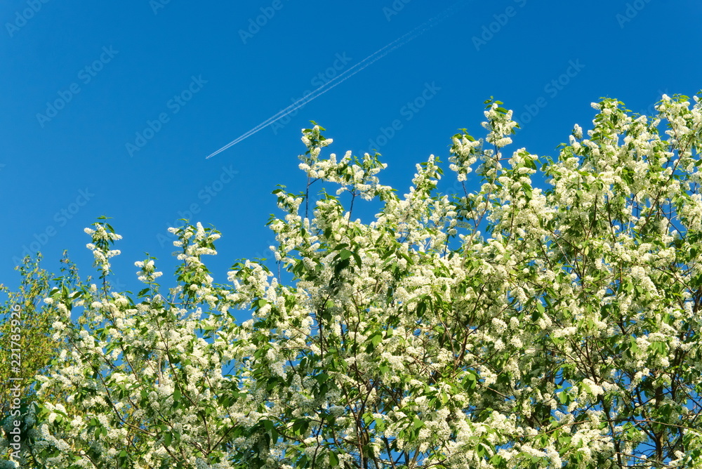 Fototapeta premium Crown flowering cherry in the spring.