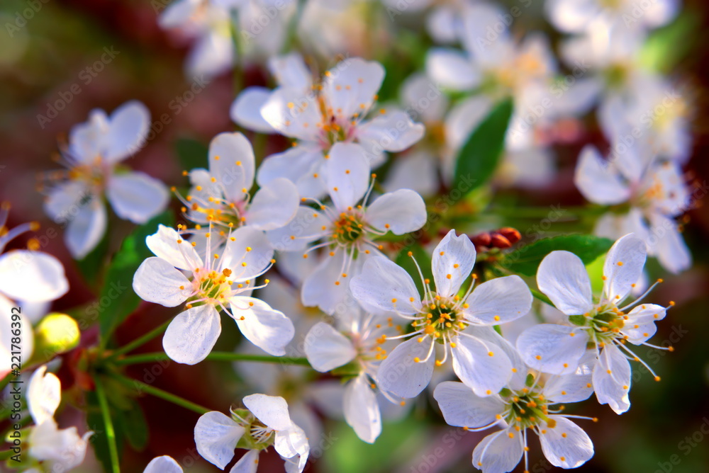 Fototapeta premium Flowers of cherries on the branches of a tree in spring.