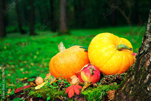 bright orange pumpkins with red apples  walnuts  cones in the autumn forest on green moss  on an old stump from birch