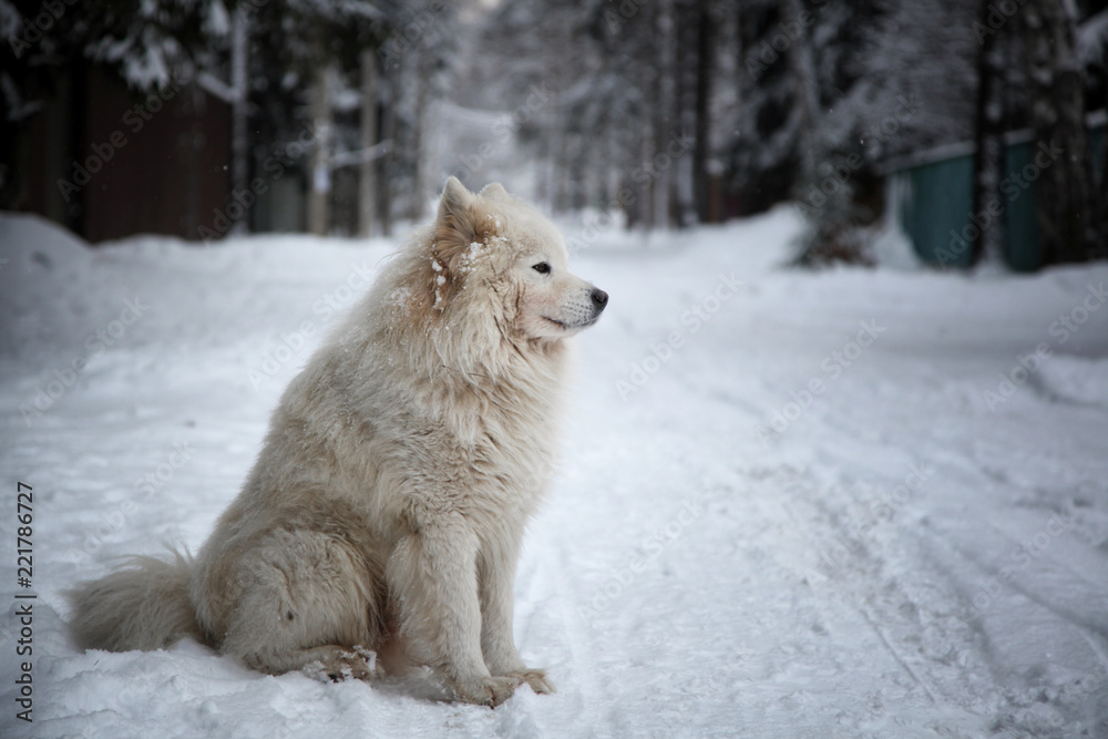 Naklejka premium Beautiful cute fluffy white dog sits on a winter road in the snow