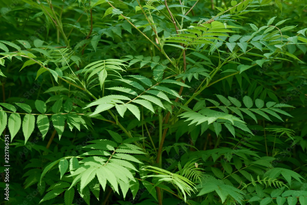 Branches of mountain ash with young leaves in spring. Branches of mountain ash with young leaves in spring.