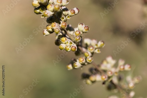 Foto Berries of a vitex bush (Vitex agnus-castus)