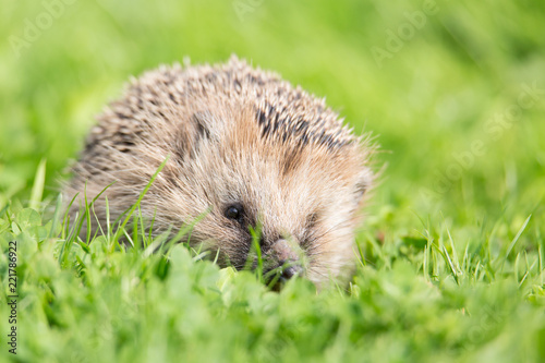 Close up portrait of small European hedgehog on green grass. Erinaceus europaeus.
