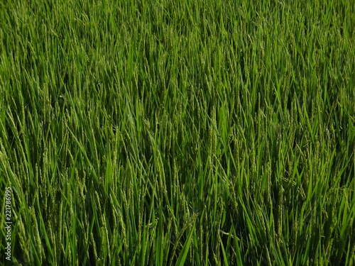 The rice which grows in the rice field