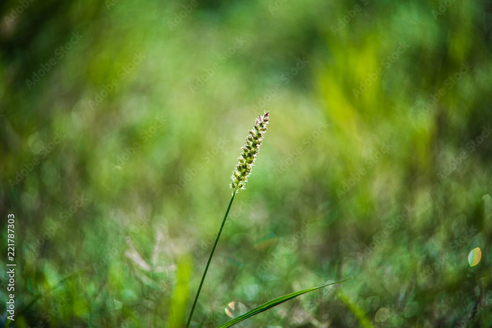 green grass on green background