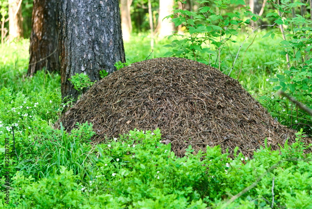 Anthill of forest ants. Anthill of forest ants.