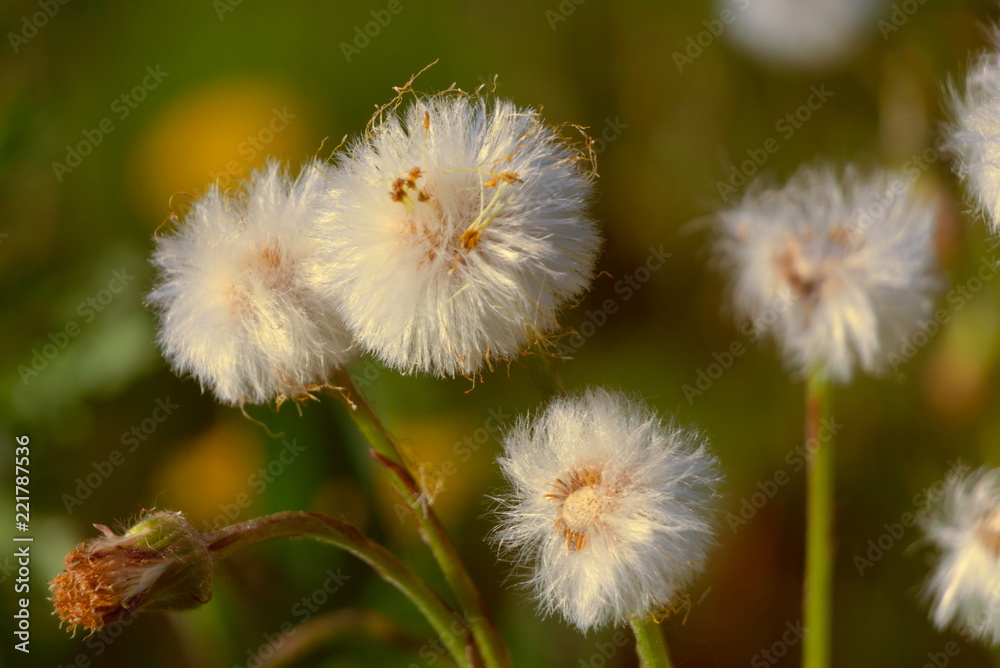 White mature down flowers mother and stepmother. White mature down flowers mother and stepmother.