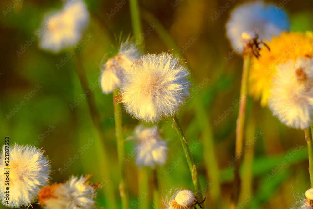 White mature down flowers mother and stepmother.