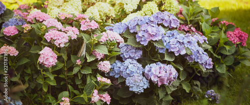 Flowers blue and pink hydrangeas in the garden, toned, stylish photo