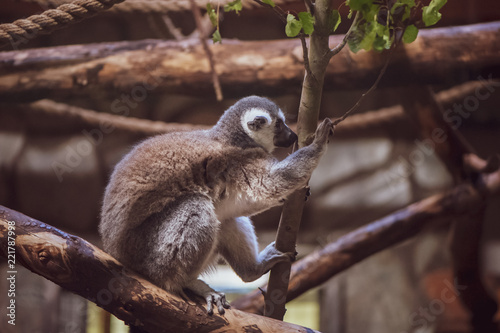 Fototapeta Naklejka Na Ścianę i Meble -  Lemur on wood, inspirational, toned photo
