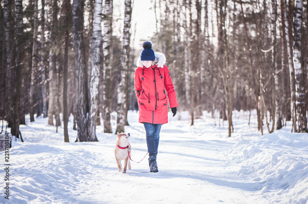 Dog of the Shiba inu breed walks on a leash with the owner on the road in the winter forest Dog of the Shiba inu breed walks on a leash with the owner on the road in the winter forest