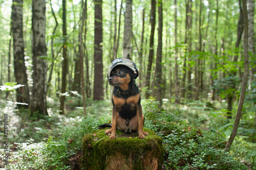 A dog, terrier in the forest. Concept dog assistant, soldier