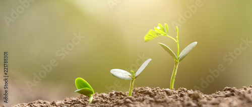 Agriculture planting seeding growing,  Business growht up concept. 21:9 aspect ratio photo