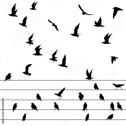 Flock of birds sitting on wires and flying