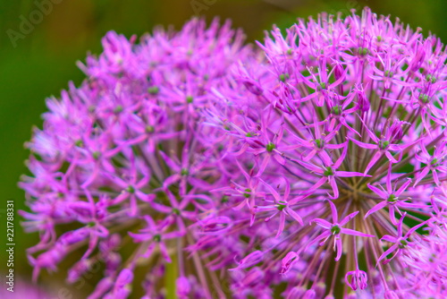 Decorative onion flowers.