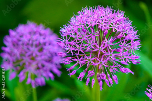 Decorative onion flowers.