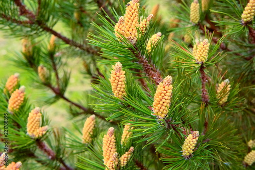 Flowers with pollen on the branches of a mountain pine.