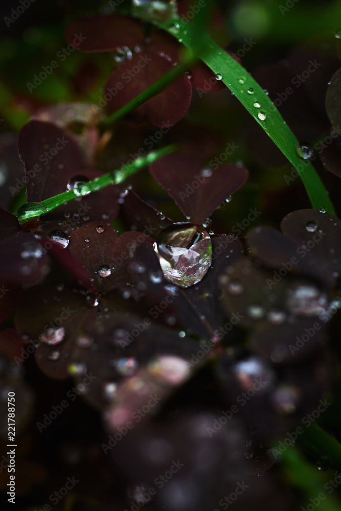 Closeup shot of drops of clean water on green grass blades and delicate clover in garden Closeup shot of drops of clean water on green grass blades and delicate clover in garden