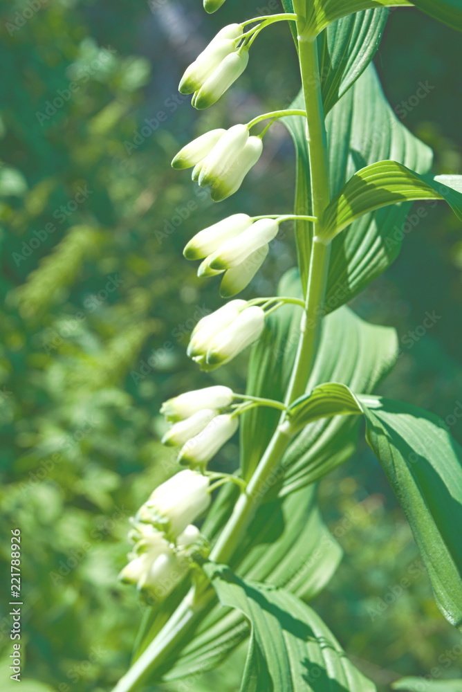 Obraz premium Blooming branch of the Solomonic seal.