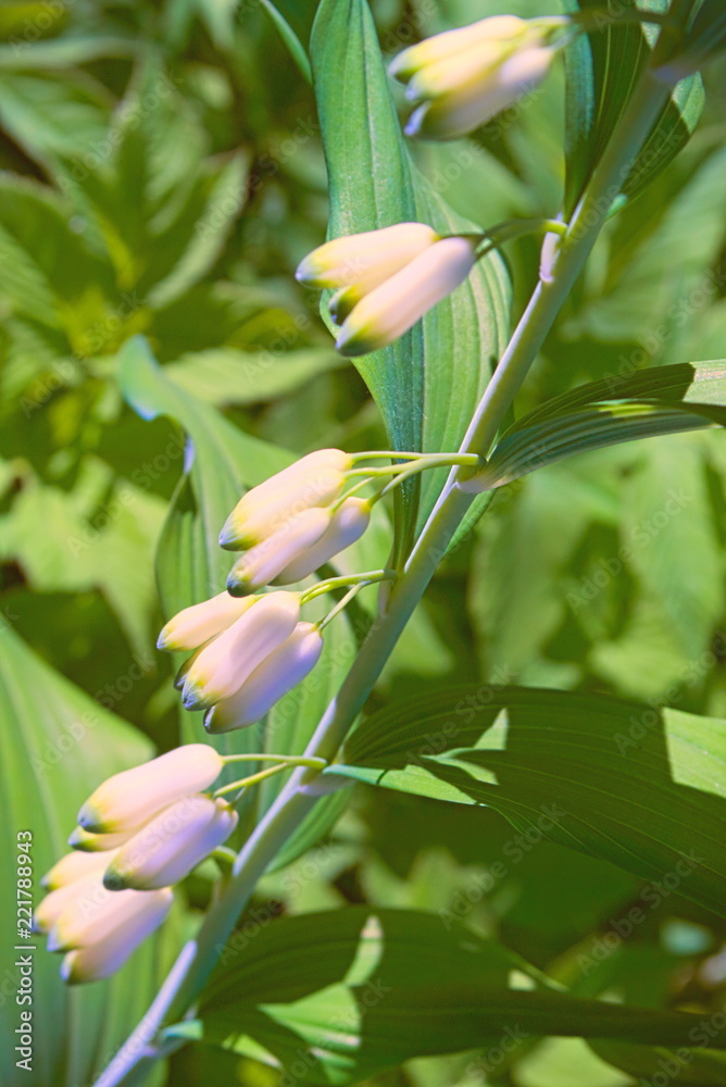 Obraz premium Blooming branch of the Solomonic seal.