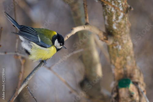 Great tit, Parus major, is a passerine bird on the wood in the garden in wintertime