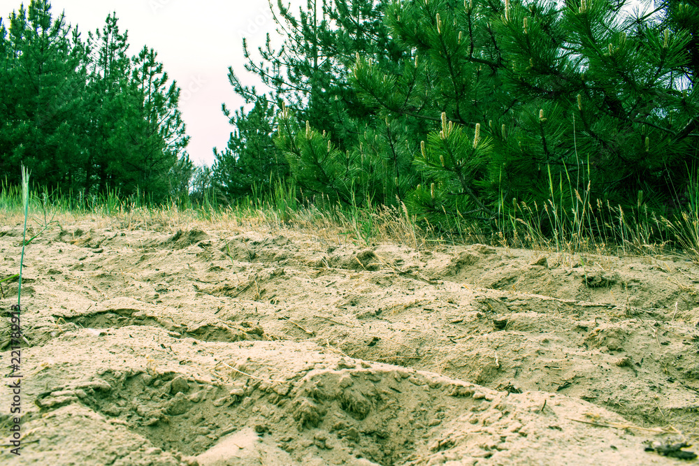 Fototapeta premium Pine forest, vegetation in Russia in the Rostov region. Firs and trees in the warm season, over the sky with clouds, in summer and in spring. Sand trails for walking on fresh and fragrant air from con